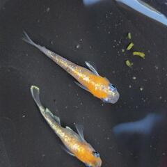 あんみつ　ペア　の画像