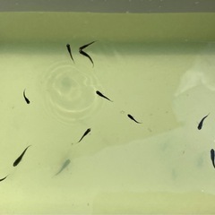 メダカ　オロチ　稚魚〜幼魚