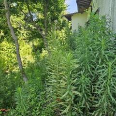 千葉市・市原市で草刈りします