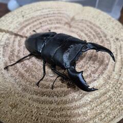 スマトラオオヒラタペア　の画像