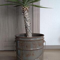 DIYオリジナルペール缶プランター　スカル汚しバージョンの画像