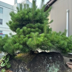 《受け渡し相手の方決まりました》松の木の画像