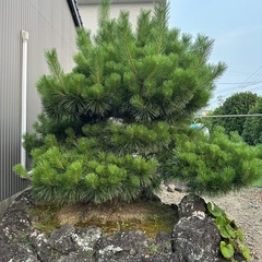 《受け渡し相手の方決まりました》松の木