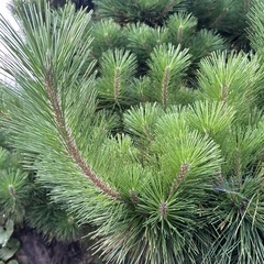 《受け渡し相手の方決まりました》松の木の画像