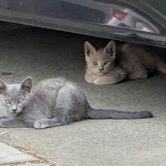 兄弟子猫