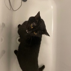 黒猫🐈‍⬛