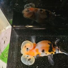 ｷｬﾘｺ水泡眼🐟の画像