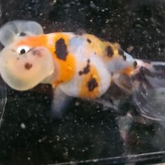 ｷｬﾘｺ水泡眼🐟の画像