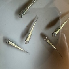『タイタン』メダカの卵 約20個　カガミ鱗の画像