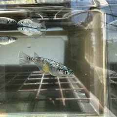 『タイタン』メダカの卵 約20個　カガミ鱗の画像
