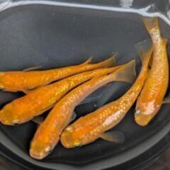 【紅華5匹】メダカ 成魚・屋外飼育【大分市手渡し】めだかの画像