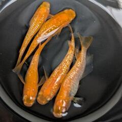 【紅華5匹】メダカ 成魚・屋外飼育【大分市手渡し】めだかの画像