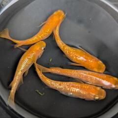 【紅華5匹】メダカ 成魚・屋外飼育【大分市手渡し】めだかの画像