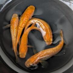 【紅華5匹】メダカ 成魚・屋外飼育【大分市手渡し】めだかの画像