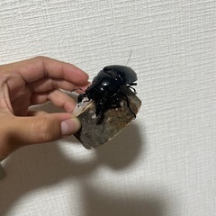 生き物好きの方お話ししませんか！！ - 友達
