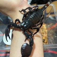 生き物好きの方お話ししませんか！！ - 千代田区