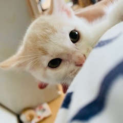 2ヶ月子猫たちの里親募集します☺︎