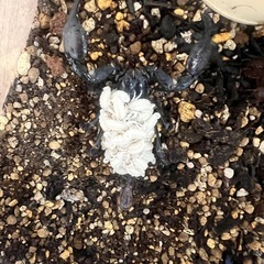 チャグロサソリ ベビー  【値引き中
】の画像