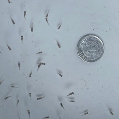 希少ユリ王ダルマ(西郷めだかブリード個体)稚魚1匹300 円
 の画像