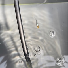 希少ユリ王ダルマ(西郷めだかブリード個体)稚魚1匹300 円
 の画像