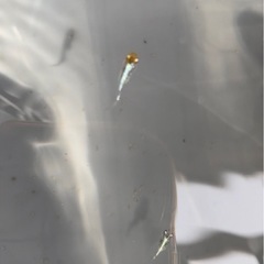 希少ユリ王ダルマ(西郷めだかブリード個体)稚魚1匹300 円
 の画像