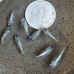 希少ユリ王ダルマ(西郷めだかブリード個体)稚魚1匹300 円
 の画像