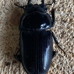 ㉜　国産オオクワガタ  ペアー　70♂mm　♀42mmの画像