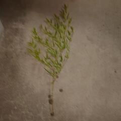 七夕用笹（１メートル強位）の画像