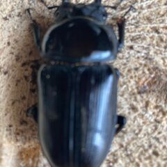 ㉞　国産オオクワガタ  ペアー　♂74mm　♀50mmの画像