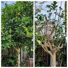 【年末予約受付中】草刈､剪定お任せ下さいね - 名古屋市