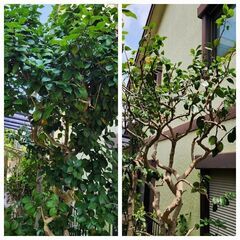 【年末予約受付中】草刈､剪定お任せ下さいね - 手伝いたい/助けたい