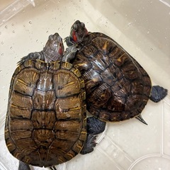 ミドリガメの里親さんを募集します。