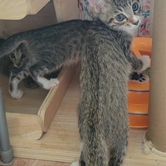 4/13生まれの可愛い子猫兄妹です🌸