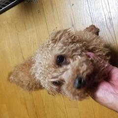 里親募集
