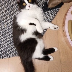 募集停止します