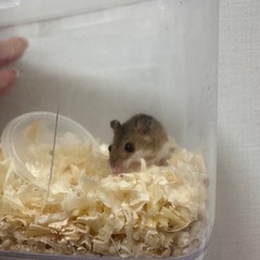 アフリカチビネズミ 男の子