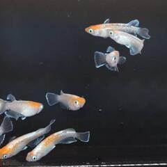 ハイビスカス【メダカ】の画像