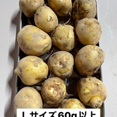 ジャガイモの画像