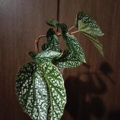 A79 観葉植物 ベゴニア ホワイトアイス ネガミエルスリット鉢