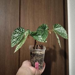 A79 観葉植物 ベゴニア ホワイトアイス ネガミエルスリット鉢の画像