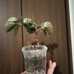 A79 観葉植物 ベゴニア ホワイトアイス ネガミエルスリット鉢の画像
