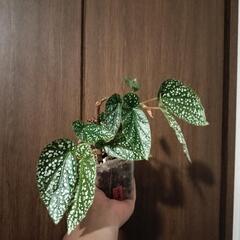 A79 観葉植物 ベゴニア ホワイトアイス ネガミエルスリット鉢の画像