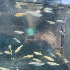 蒼鱗乱月　メダカ　めだかの画像