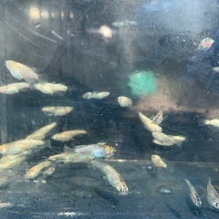 蒼鱗乱月　メダカ　めだかの画像