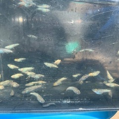 蒼鱗乱月　メダカ　めだかの画像