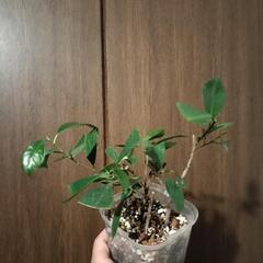 A80 観葉植物 ガジュマル ネガミエル スリット鉢の画像