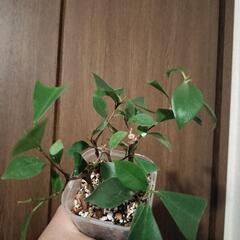 A80 観葉植物 ガジュマル ネガミエル スリット鉢の画像