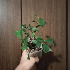 A80 観葉植物 ガジュマル ネガミエル スリット鉢の画像