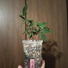 A80 観葉植物 ガジュマル ネガミエル スリット鉢の画像