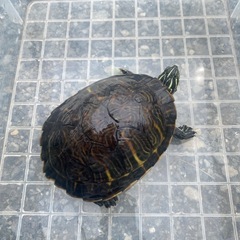 ペニンシュラクーター　♀ 亀　カメ　ガメ　リクガメ